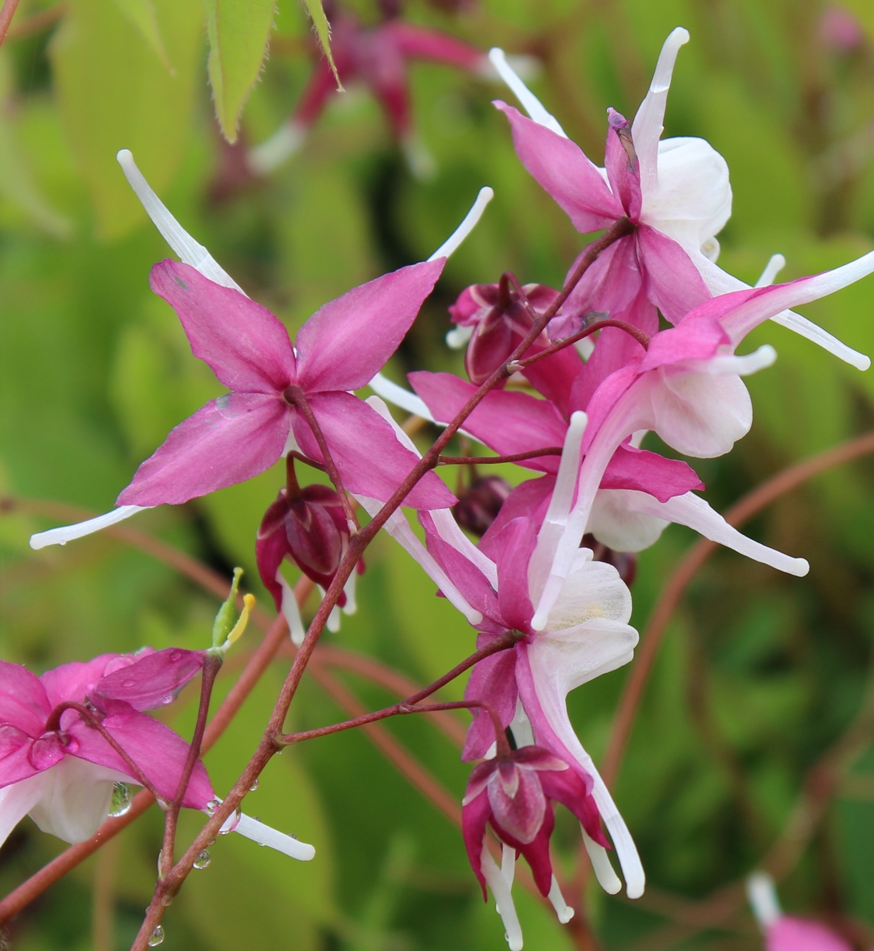 Kết quả hình ảnh cho epimedium grandiflorum