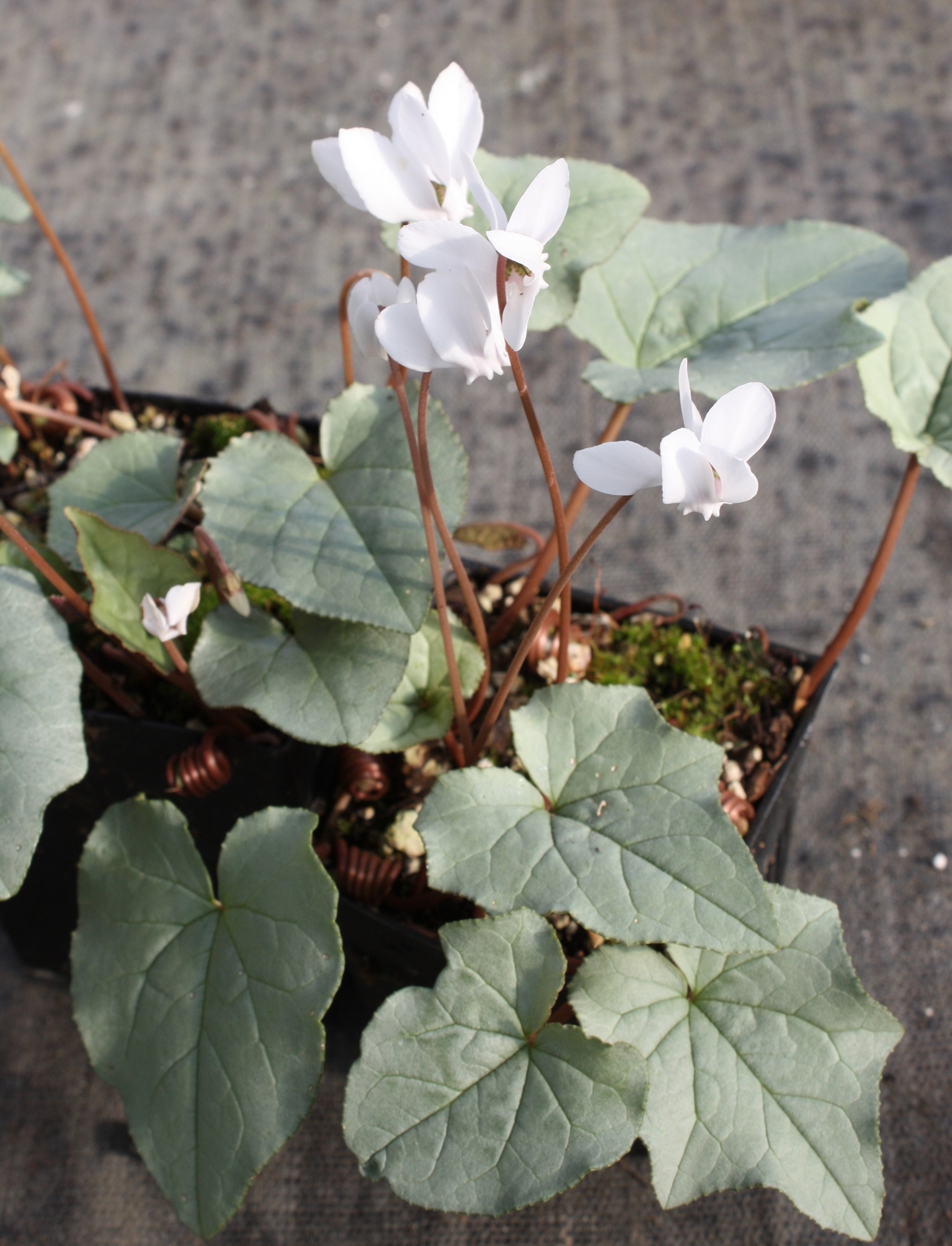 Cyclamen hederifolium 'Album' Silver Leaf