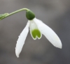 Picture of Galanthus reginae-olgae BR