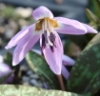 Picture of Erythronium dens-canis 'Lilac Wonder'