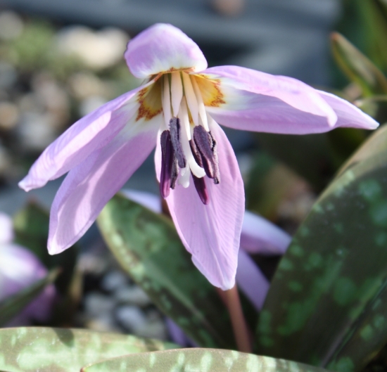 Picture of Erythronium dens-canis 'Lilac Wonder'