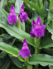 Picture of Roscoea auriculata "Early Blooming"