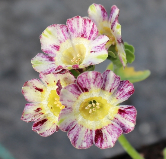 Picture of Primula auricula 'Arundel Stripe'