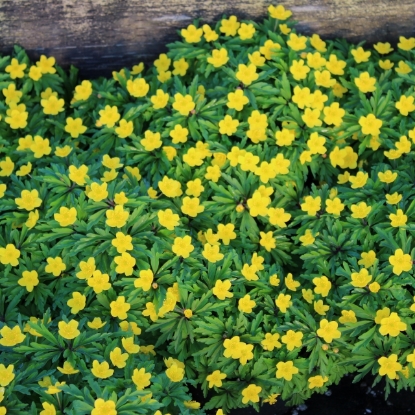 Edelweiss Perennials. Anemone