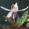 Picture of Erythronium dens-canis 'Snowflake'