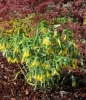 Picture of Uvularia grandiflora