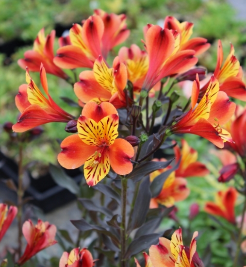Picture of Alstroemeria 'Indian Summer'
