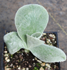 Picture of Primula auricula 'King Kong'