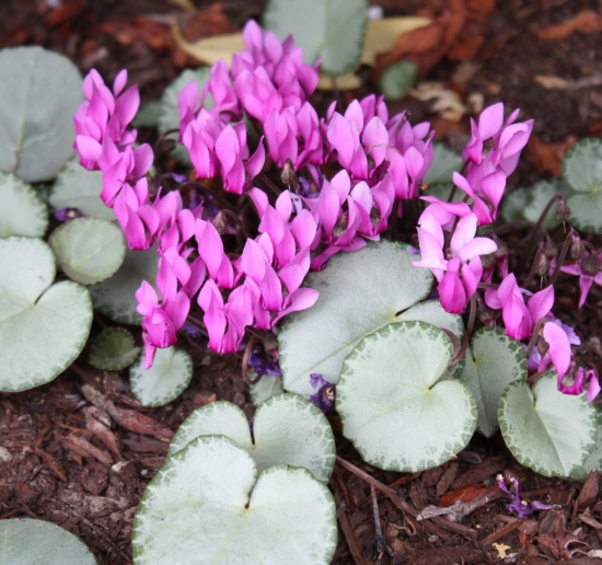 Picture of Cyclamen purpurascens pewter leaf