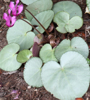 Picture of Cyclamen purpurascens pewter leaf
