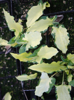 Picture of Arum maculatum 'Bakovci'