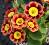 Picture of Primula auricula 'Ancient Society'