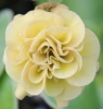 Picture of Primula auricula 'Lincoln Glow'