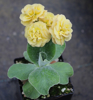 Picture of Primula auricula 'Lincoln Glow'