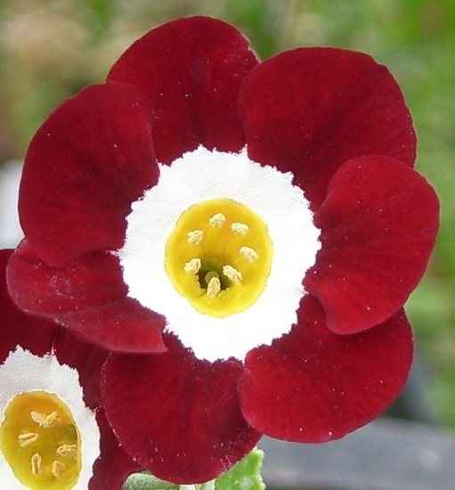 Picture of Primula auricula 'Cortina'
