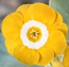 Picture of Primula auricula 'Chorister'