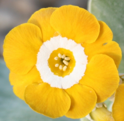 Edelweiss Perennials. Primula