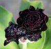 Picture of Primula auricula 'Camelot'