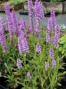 Picture of Dactylorhiza fuchsii more spotted