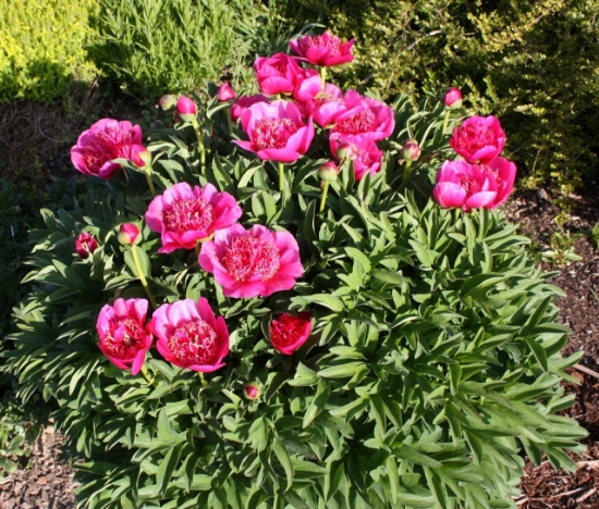 Edelweiss Perennials. Paeonia officinalis anemoniflora rosea