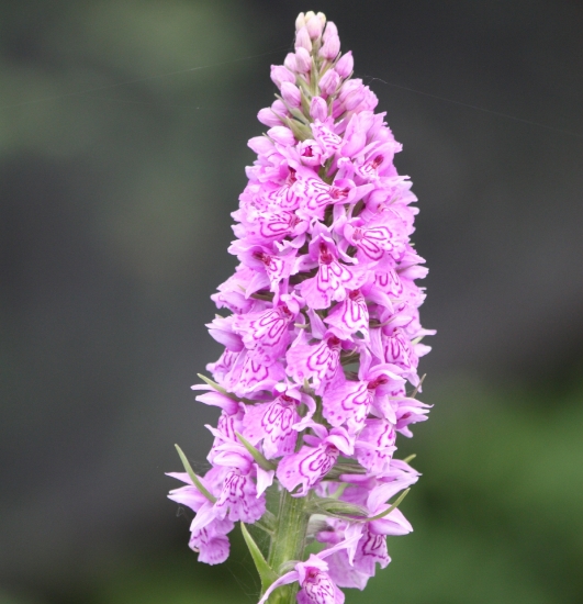 Picture of Dactylorhiza fuchsii All Green Leaf