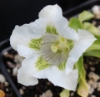 Picture of Gentiana angustifolia-Hybrid EP White I