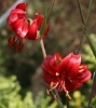 Picture of Lilium davidii 'Berry Red' BR x-lg