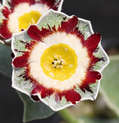 primula auricula old mustard