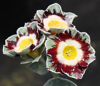Picture of Primula auricula 'King Kong'