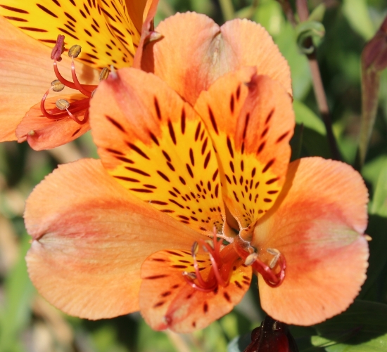 Picture of Alstroemeria 'Perfect Orange'