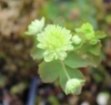 Picture of Anemonella thalictroides 'Betty Blake'