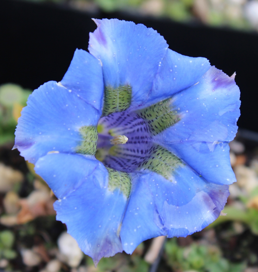 Picture of Gentiana acaulis Hybrid 'Coelestina'