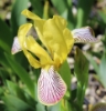 Picture of Iris variegata