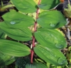 Picture of Polygonatum odoratum 'Akajiku'
