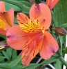 Picture of Alstroemeria Peachy Orange