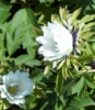 Picture of Anemone nemorosa 'Bracteata Pleniflora'