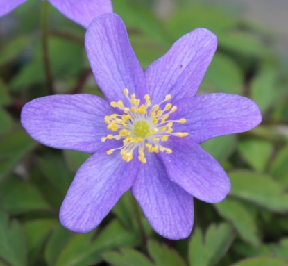 Edelweiss Perennials. Anemone nemorosa 'Spring Sky'