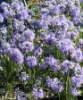 Picture of Allium cyaneum 'Sky Blue'
