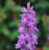 Picture of Dactylorhiza fuchsii heavily spotted