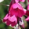 Picture of Dierama Hybr. Large Deep Pink (Divisions)