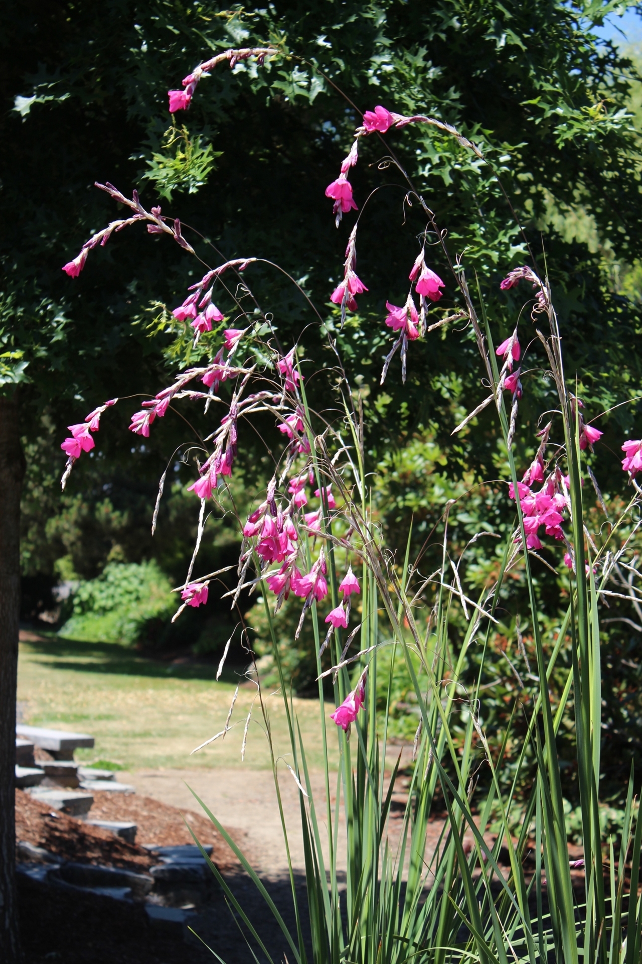 Edelweiss Perennials. Dierama Hybr. Large Deep Pink (Divisions)