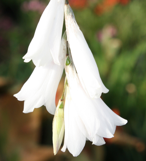 Picture of Dierama Hybr. Large White (Divisions)