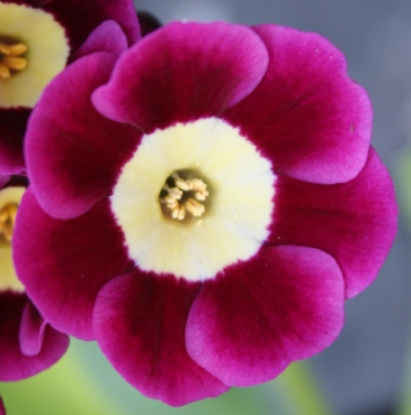 Edelweiss Perennials. Primula