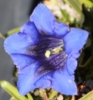 Picture of Gentiana angustifolia