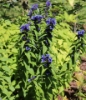 Picture of Gentiana asclepiadea