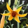Picture of Lilium canadense yellow BR med