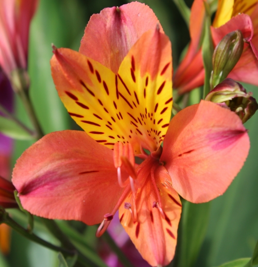 Picture of Alstroemeria Peachy Orange