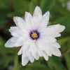 Picture of Anemone nemorosa 'Blue Eyes'
