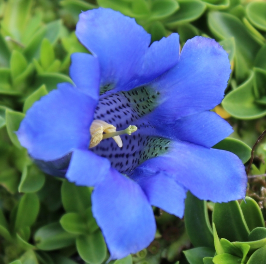 Picture of Gentiana occidentalis