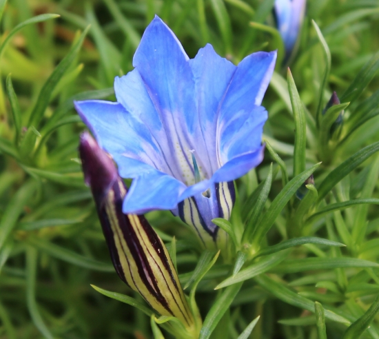 Edelweiss Perennials. Gentiana ternifolia dali